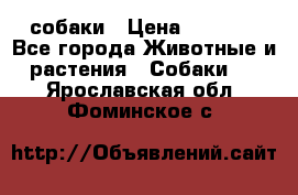 собаки › Цена ­ 2 500 - Все города Животные и растения » Собаки   . Ярославская обл.,Фоминское с.